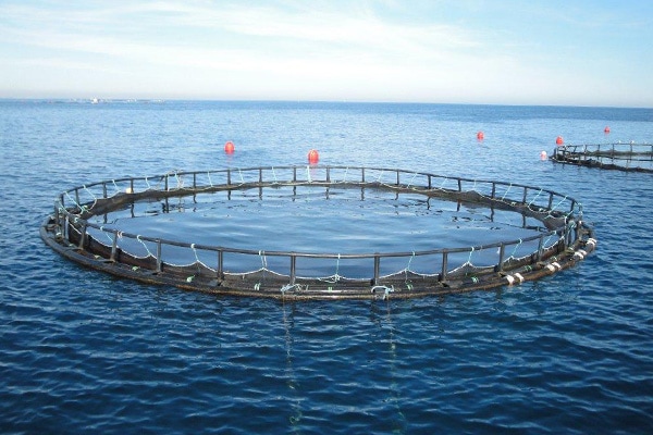 مزایای پرورش ماهی در قفس